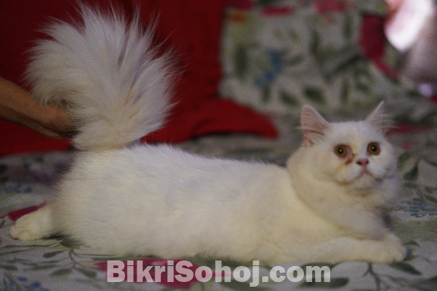 Traditional Persian